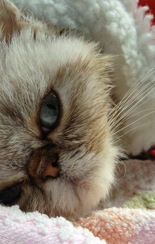 大赢家 千万要提防！这些“疾病”，人猫共患